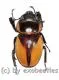 Odontolabis brookeana ( amphiodonte )