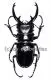 Odontolabis dalmanni intermedia ( 90 – 94 )