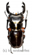 Odontolabis imperalis komorii ( 55 – 59 )