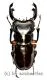 Odontolabis imperalis komorii ( 60 – 64 )