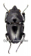 Odontolabis platynota platynota ( amphiodonte ) ( 25 - 29 )
