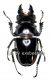 Odontolabis siva ( amphiodonte ) ( 50 – 69 ) A2