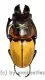 Odontolabis sommeri sommeri ( amphiodonte ) ( 50 – 54 ) A1-