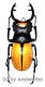 Odontolabis spectabilis ( 75 – 79 )