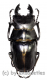 Odontolabis stevensi stevensi ( amphiodonte ) ( 60 – 64 )