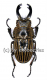 Odontolabis striata ( 40 – 44 )