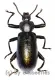 Odontopezus cupreus cupreus ( 35 – 39 ) A2