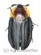 Oiceoptoma spec. ( 20 – 24 )