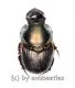 Onthophagus seniculus ( 10 – 14 )