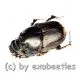 Onthophagus spec. #2 ( 5 – 9 )