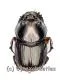 Onthophagus spec. #2 ( 5 – 9 )