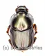 Onthophagus spec. #3 ( 10 – 14 )