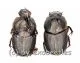 Onthophagus spec. #4 ( M 10 – 14 )