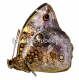 Opsiphanes invirae
