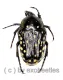 Oxythyrea ( Stichothyrea ) picticollis ( 5 – 9 )