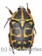 Pachnoda cordata cordata ( 15 – 19 )