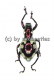 Pachyrrhynchus gemmatus purpureus ( Doliops mimicry ) ( 10 - 19 )