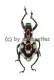 Pachyrrhynchus gemmatus purpureus ( Doliops mimicry )