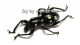 Pachyrrhynchus spec. #1 ( grün )