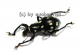 Pachyrrhynchus spec. #1 ( gelb )