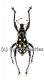 Pachyrrhynchus spec. #2 ( pink ) ( 10 - 14 )
