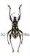 Pachyrrhynchus spec. #2 ( pink ) ( 10 - 14 )