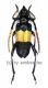 Pachyteria dimidiata