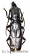 Palaeomegopis lameerei ( 45 – 49 )