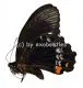 Papilio aegeus ormenus