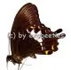 Papilio albinus