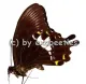 Papilio albinus