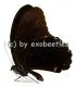 Papilio ambrax