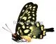 Papilio ( Pharmacophagus ) antenor A1-