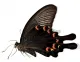 Papilio bianor