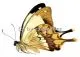 Papilio dardanus meriones A1-