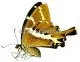 Papilio delalandei