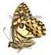 Papilio demoleus malayanus