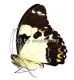Papilio euchenor