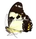 Papilio euchenor