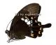 Papilio fuscus fuscus