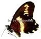 Papilio gallienus A1-