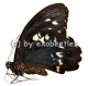 Papilio gambrisius colossus