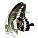 Papilio gigon gigon