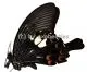Papilio helenus