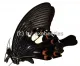 Papilio helenus