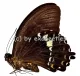 Papilio heringi
