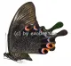 Papilio karna karna