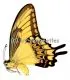 Papilio lycophron