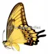 Papilio lycophron