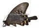 Papilio maackii maackii ( Sommer var. )